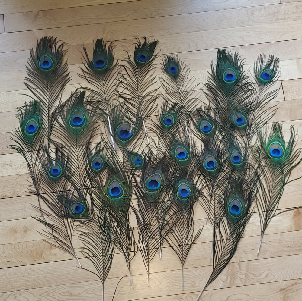 25 Peacock Feathers
